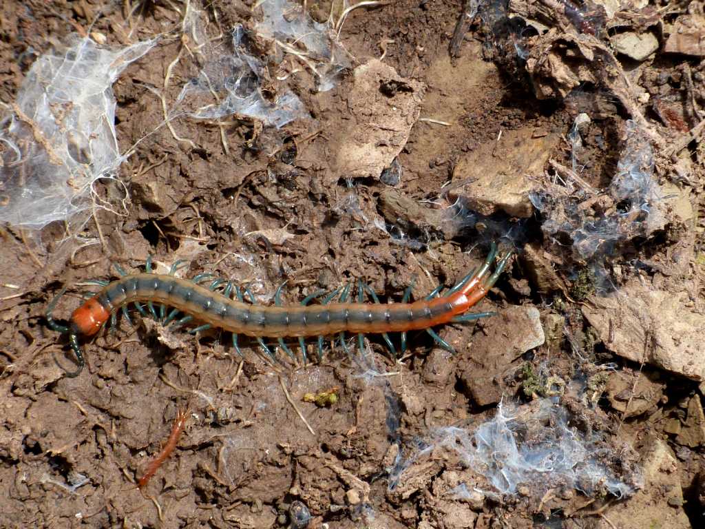 Giovane Scolopendra cingulata - Tolfa (RM)